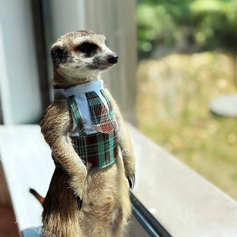 Plaid Tie Pet Harness Vest Walking Chest Strap Clothes for Meerkat Prairie Dog Chinchilla Ferret Guinea Pig Small Exotic Pets