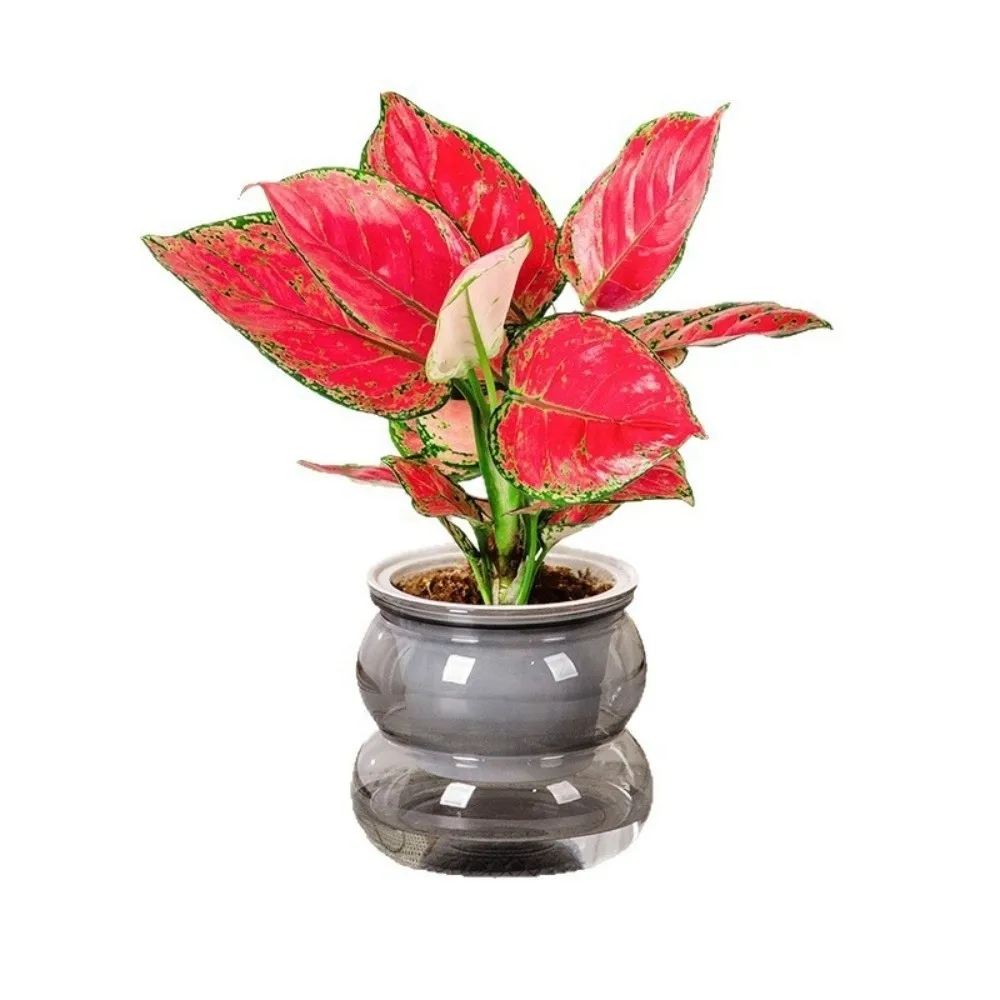 Fashion Self Watering Hydroponic Plants Pot Removable Transparent Flowerpot Plastic Office Bonsai Decor