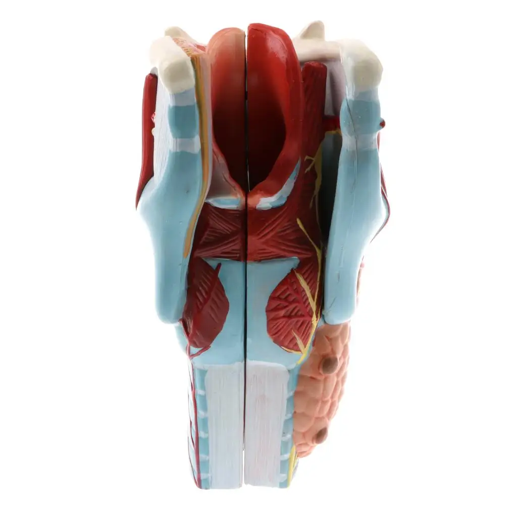 Pharynx Larynx Anatomy Model 2x Magnification Human Throat Statue Science Lab Display Tool for Biology Classroom