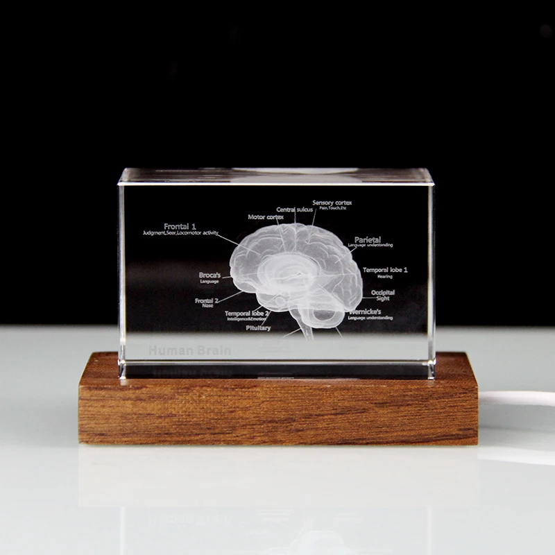 Kryształowy model mózgu 3D szpitalny wyświetlacz prezentowy Departament mózgu neuroanatomia miękka oprawa pamiątkowa kolekcja naukowa