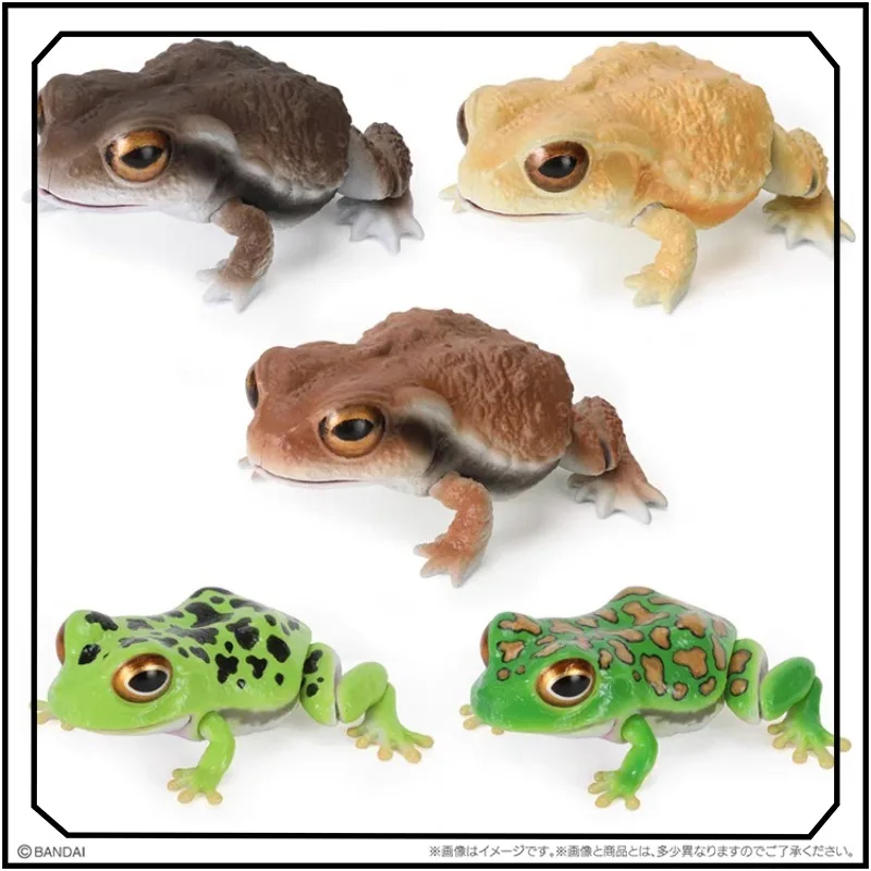 

Special Offer Bandai Gashapon Biology Illustrated Toad Rhacophoridae Model Ornament Kids Toy Collect Gifts