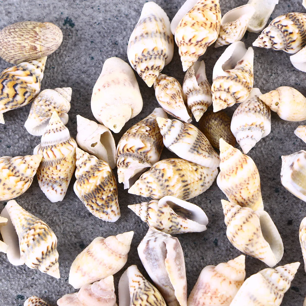 250Pcs Seashell Decor Set Natural Conches Various Sizes Colors Perfect for Crafts Room Aquarium Gifts Seashells Crafts