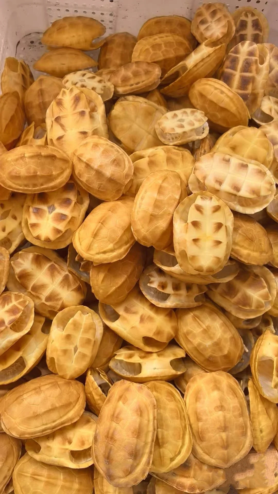 

1-100 PCS Natural tortoise Shell, Real Animal Bones Specimen Collection Animal Taxidermy For Home Decoration Special Gifts