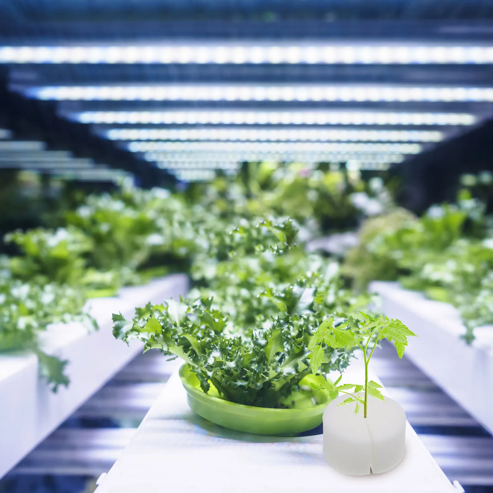 

100pcs Hydroponic Sponge White Color Sponges Net Pot Planting Tool Foam Plate Greenhouse Soil Free Growing Seedling