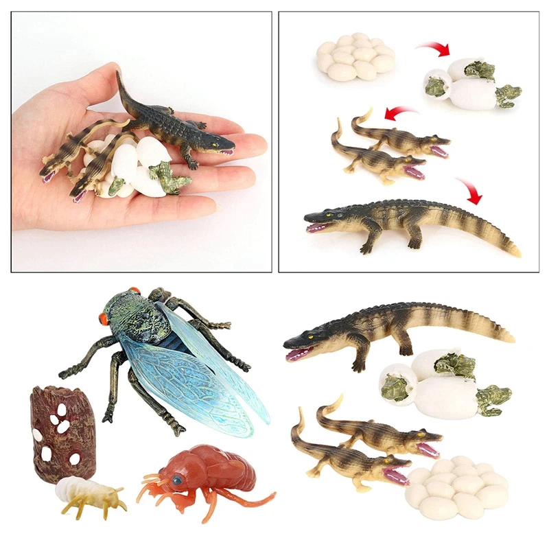 1 Set Cicada And Crocodile Life Cycle Insect Growth Cycle Models Simulation Kids Cognitive Educational Toys