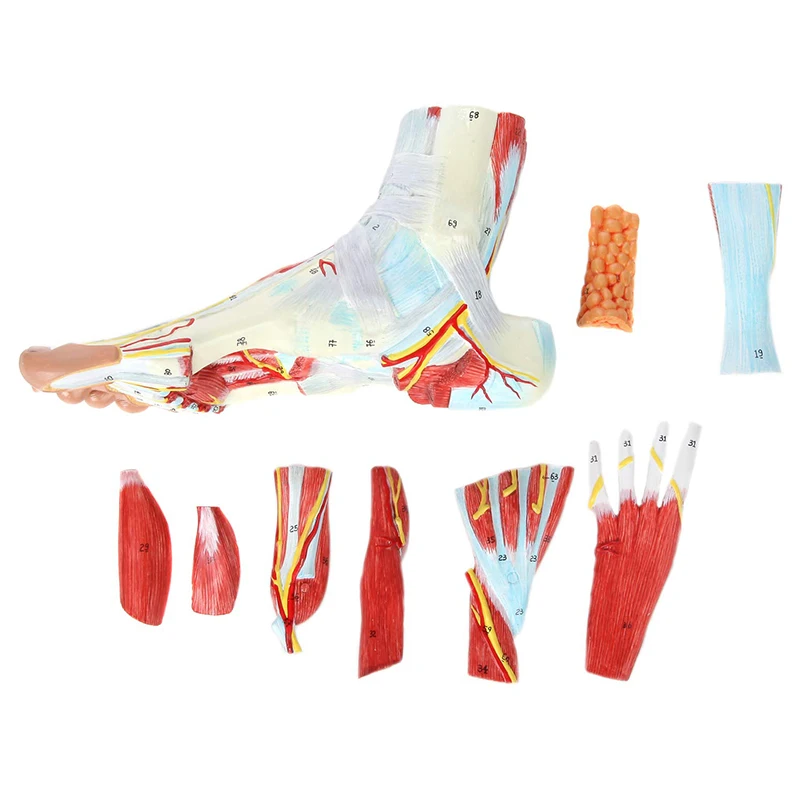 Life Size Human Foot Anatomical Model 9 Parts Leg Bone Muscle Nerve Blood Vessel Model Medical Anatomy