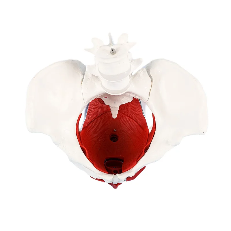 1:1 Life-sized Female Reproductive System Pelvic Floor Muscle Model Human Anatomy Bone Model