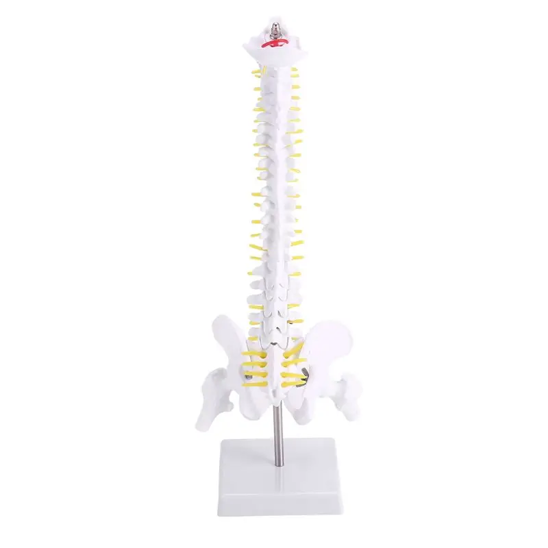 ingenious-45cm-flexible-1-1-adult-lumbar-bend-spine-model-humans-skeleton-model-with-spinal-disc-pelvis-model-used-for-massage