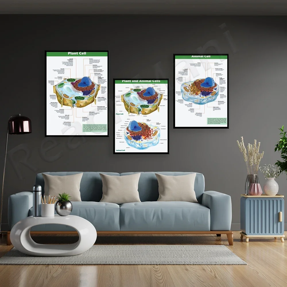 الخلايا والخلايا النباتية والخلايا الحيوانية وملصقات العلوم والبيولوجيا وملصقات الفصول الدراسية لتعليم العلوم #4