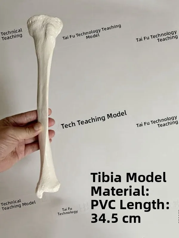 : Simulation Plastic Femur Model Human Bone Model Humerus Radius Tibia Static Model Medical Education Toy for All Genders
