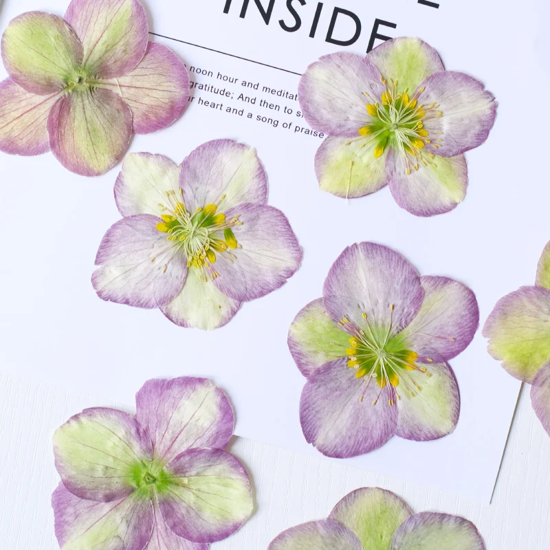 Natur gepresster Blumenkopf, großes trockenes Blütenblatt, DIY Tropfkleber, Tischlampen, Aromatherapie, Handyhülle, Festival-Lesezeichen, 6–8 cm/2 Stück – Detail 1