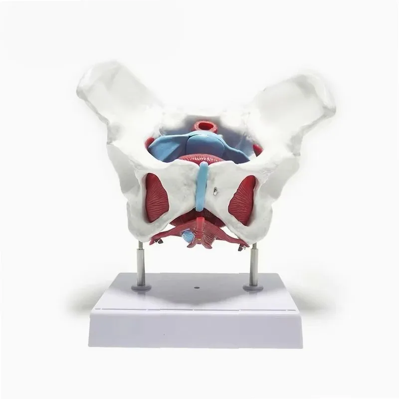 Female Pelvic Anatomy Model with Muscles & Organs, Medical Teaching Aid