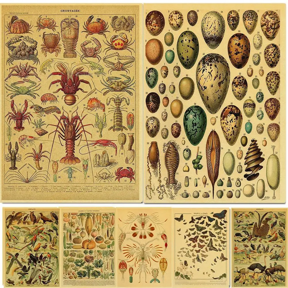 NEW!Botanical Educational Posters Butterfly Insect Fruit Birds Fish Animal Kraft Paper Vintage Home Bar Cafe Decor Wall Painting