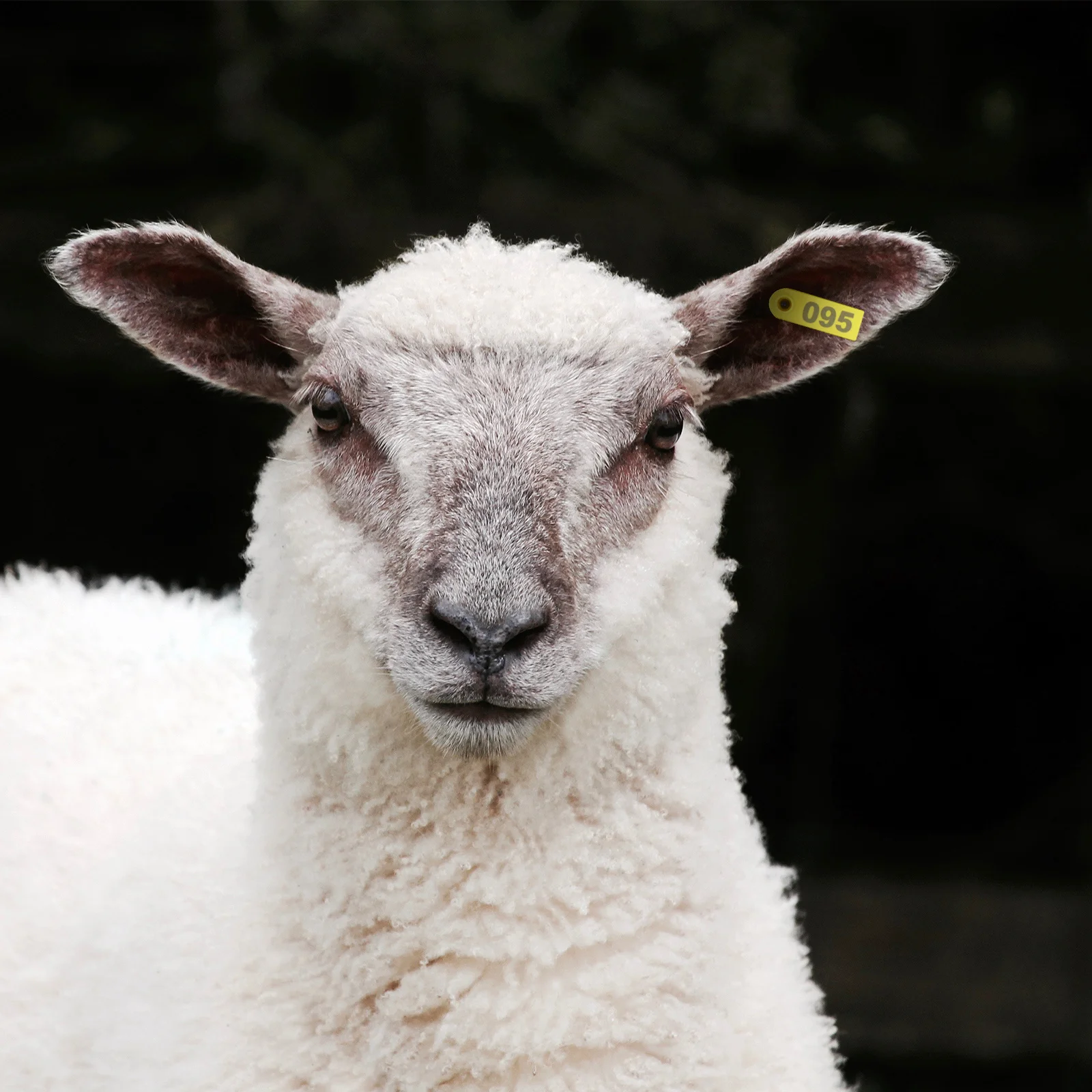 

100Pcs Numbered Livestock Ear Tags 001-100 Tpu Waterproof Anti-Uv Animal Identification Tags for Cattle