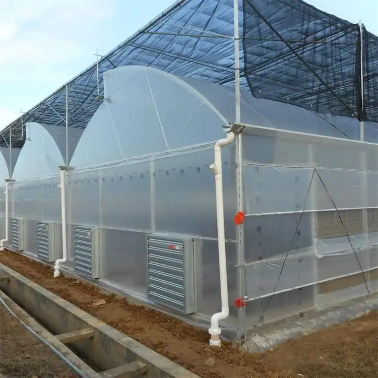 

Customized greenhouseMultispan Agricultural Sawtooth Greenhouse for Tropical Climate