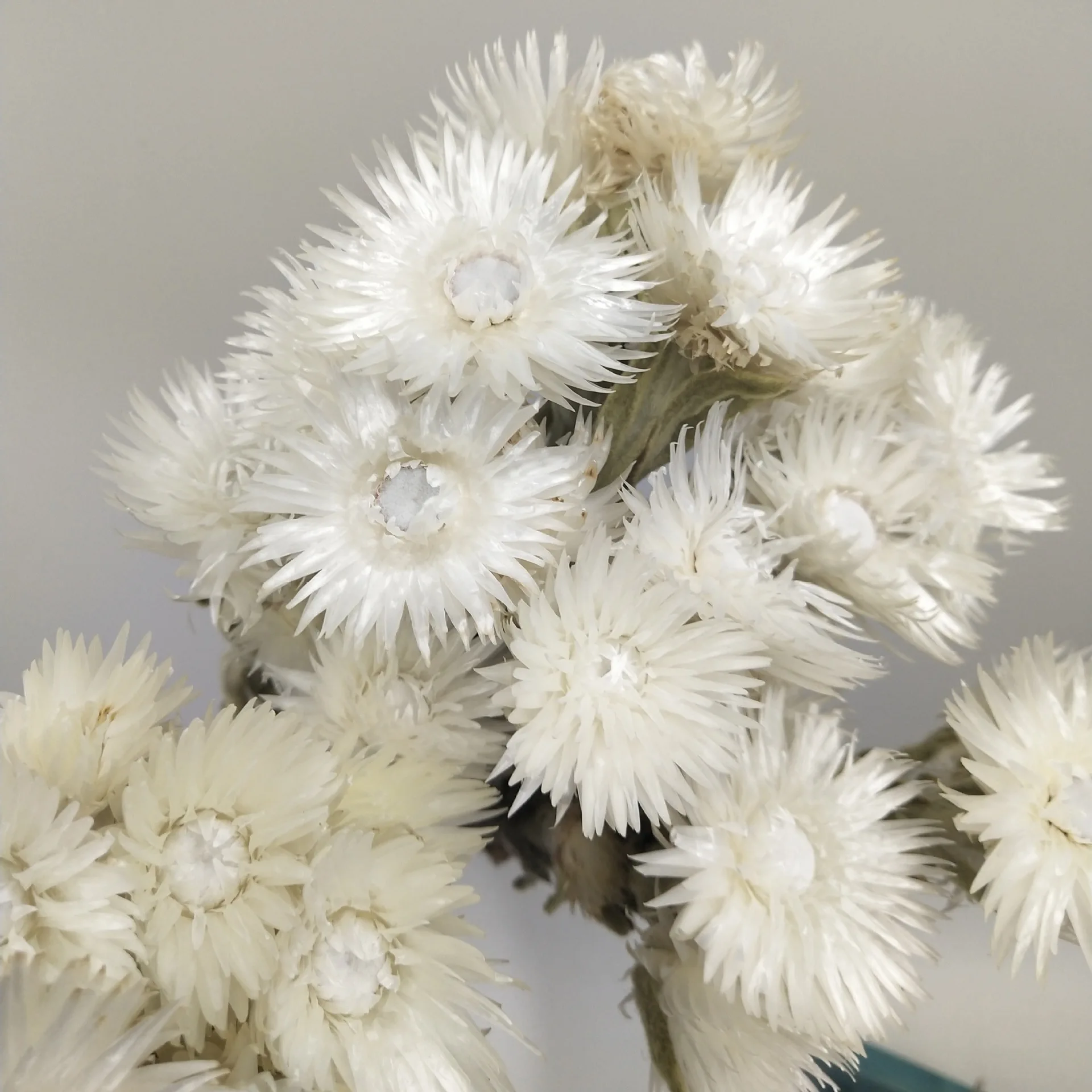 20 flower Dried Helichrysum Everlastings Vestitum Florist Supplies Rock Straw Flower White Mini Silver Daisy For Floral Material