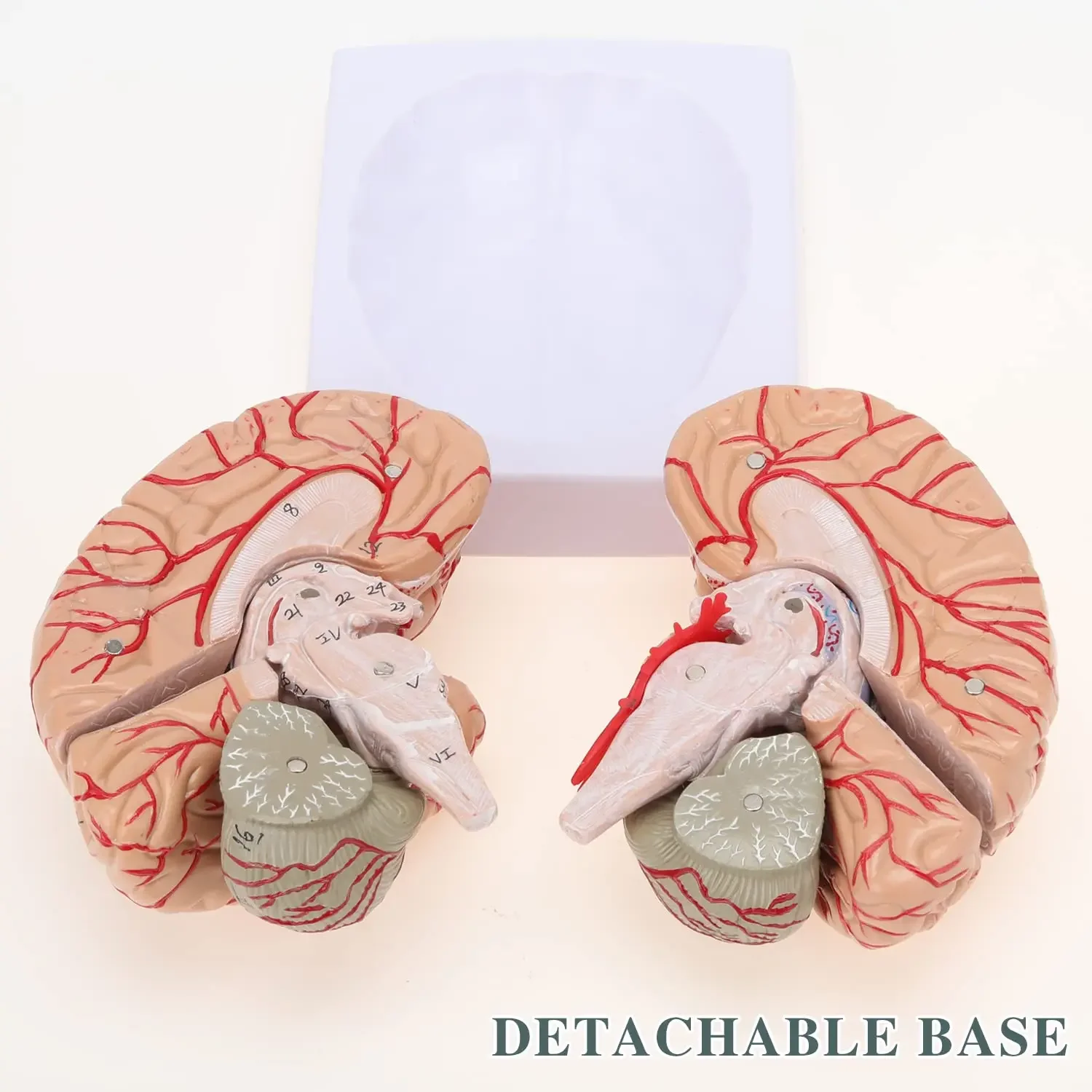 Human Brain Anatomical Model Colored Brain Anatomically Accurate Brain Model for Science Class Teaching Medical Model