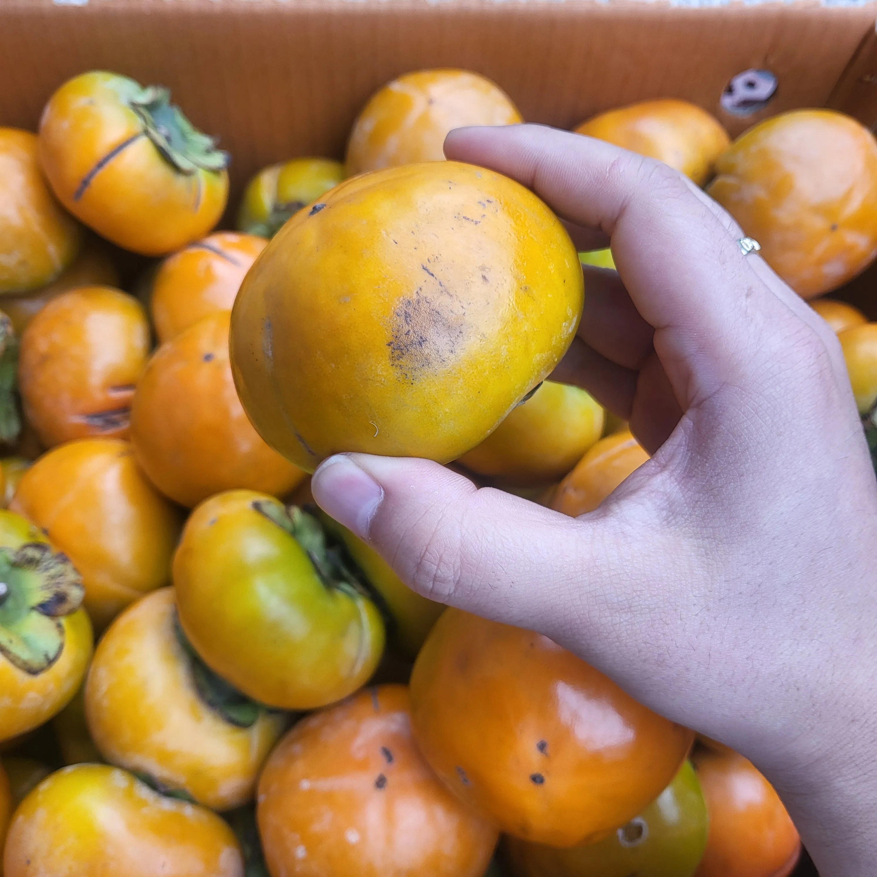 الفاكهة الموسمية الحلوة والمقرمشة للخريف/الشتاء، البرسيمون القبيح للاستخدام المنزلي [توزيع Shinheung]