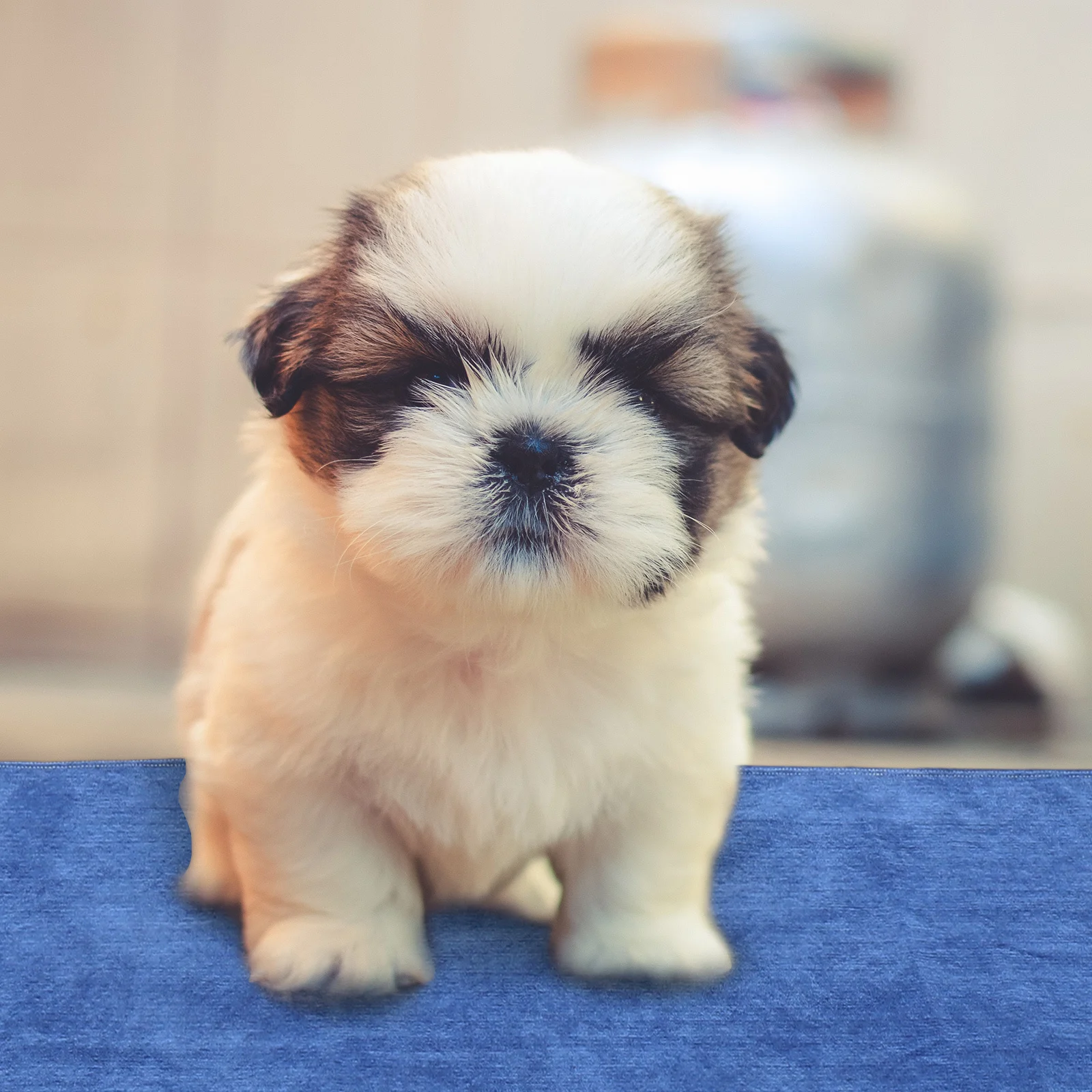 

Waterproof Pet Mat Lightweight Polyester Summer Sofa Blanket Couch Protector for Dogs Cats Indoor Travel Home Sofa Blanket