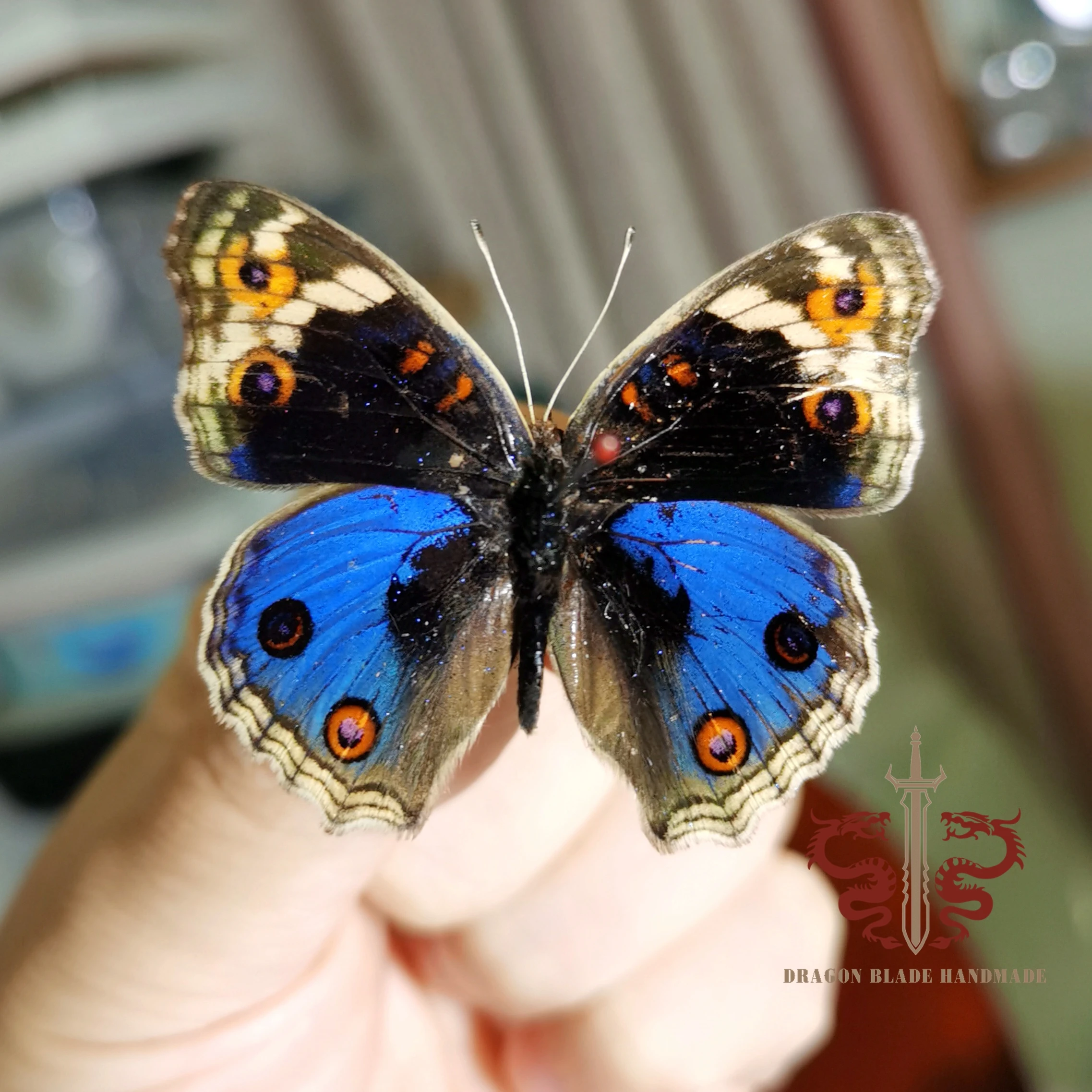 Butterfly ornament Junonia orithya, 1pc wings spread A1/A- high quality, Decorative Display Collection Gifts