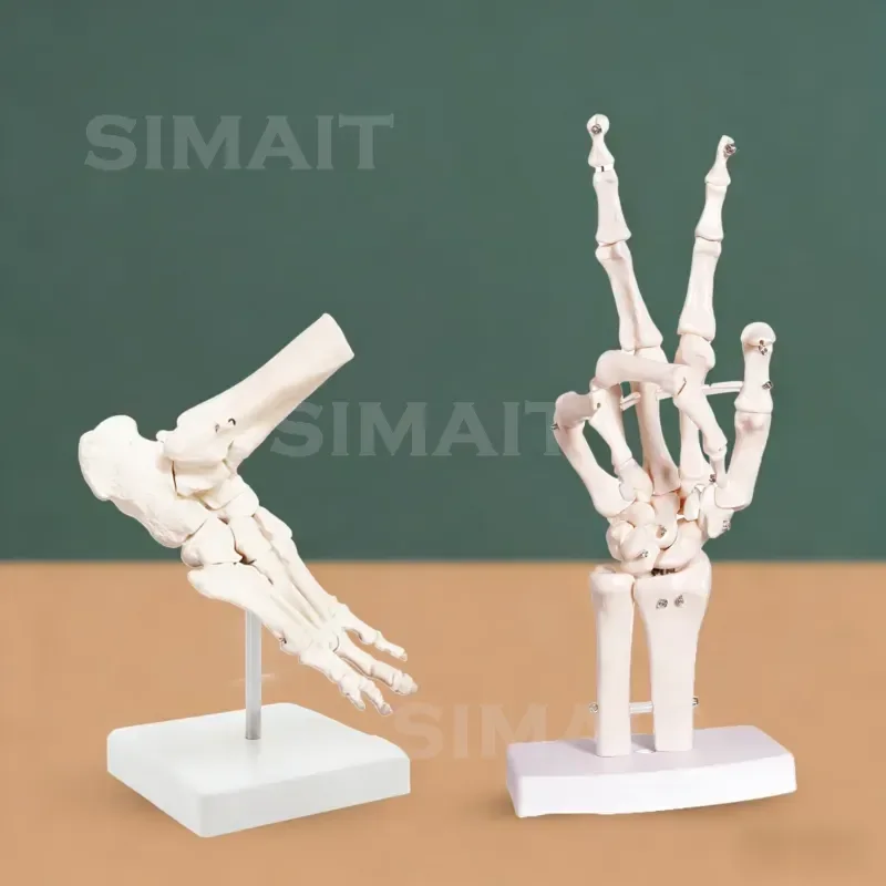Life Size Hand Bone & Foot Ankle Joint Skeleton Replica, Anatomical Study Display Model for School