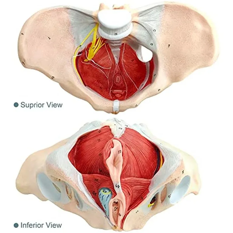 1:1 Life Sized Human Female Pelvis Neural Model Pelvic Floor Muscle Nerve Perineal Ligament Neuromuscular Model