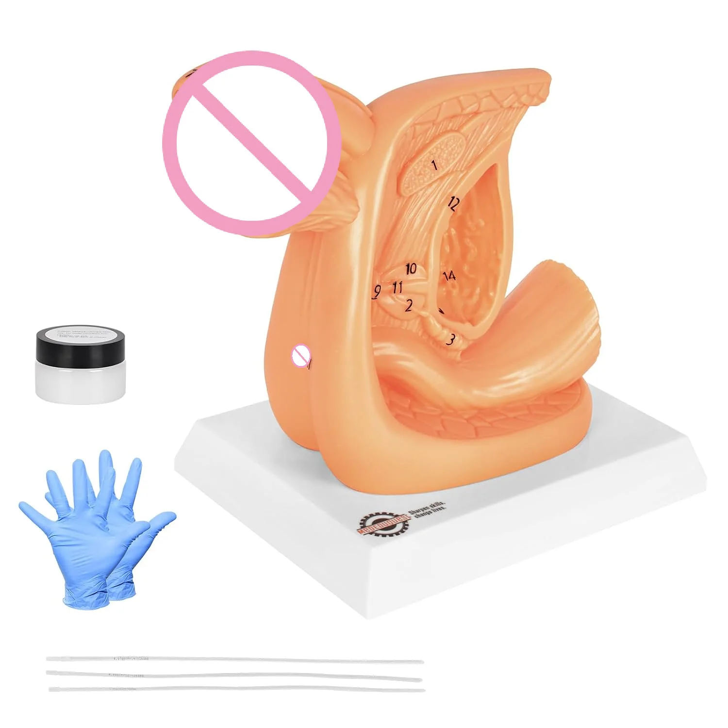 Male Catheter Insertion Practice Model Urinary Catheterization Insertion Anatomy Trainer for Medical Nursing Student Education