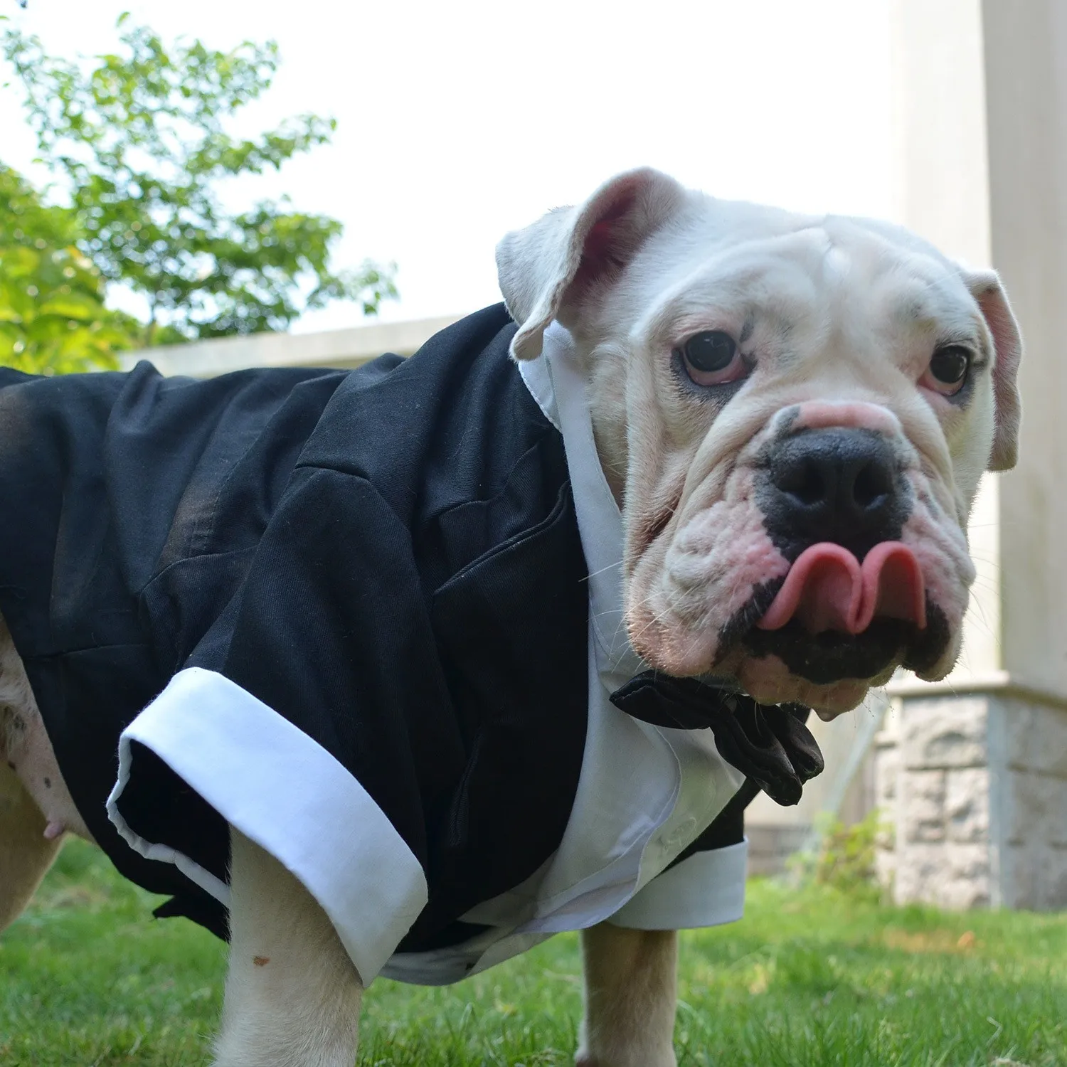 Formal Tuxedo Costume with Bow Tie for Dogs, Dog Suit, French Bulldog, English Bulldog, American Pit Bull