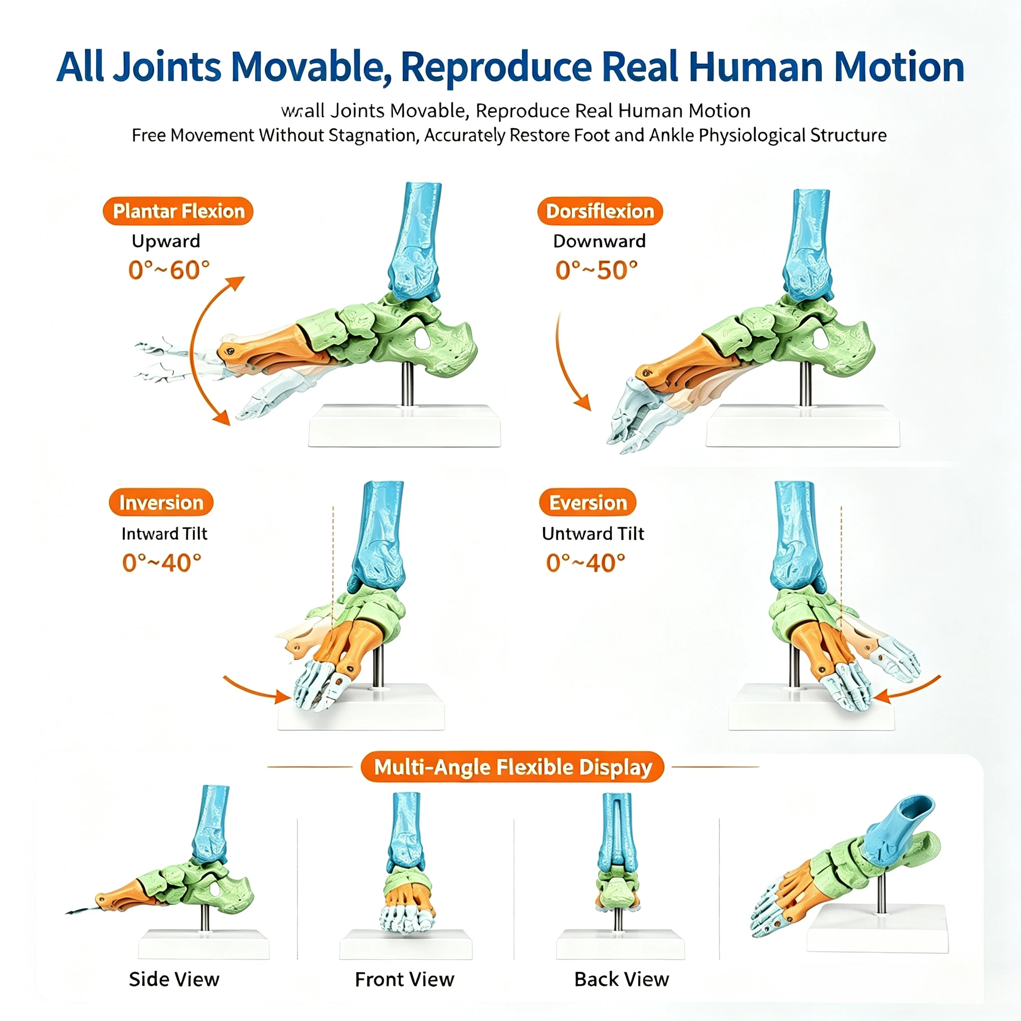 Colorful Medical Dynamic Foot Ankle Joint Anatomy Model, Movable Human Foot Skeleton Orthopedic Surgery and Rehab Teaching Aid view 4