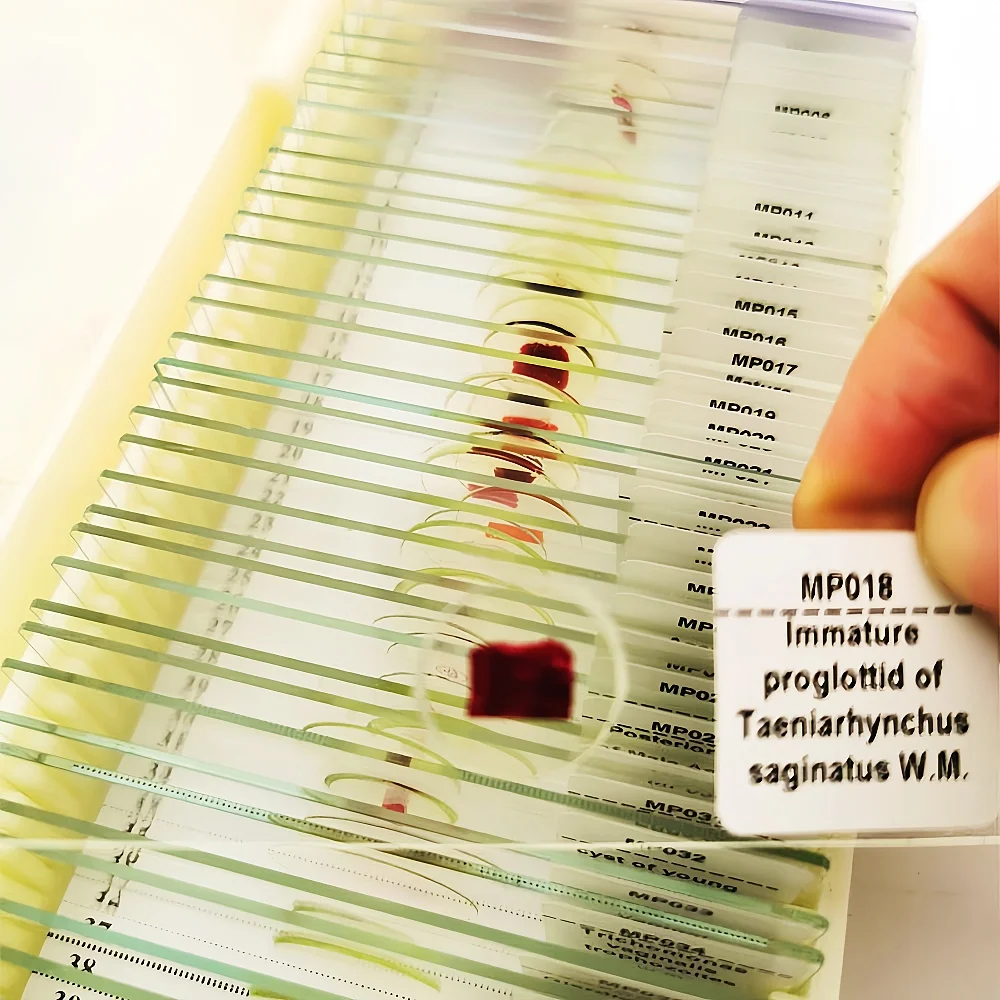 50Pcs Parasitology Prepared Microscope Slides for Educational Teaching