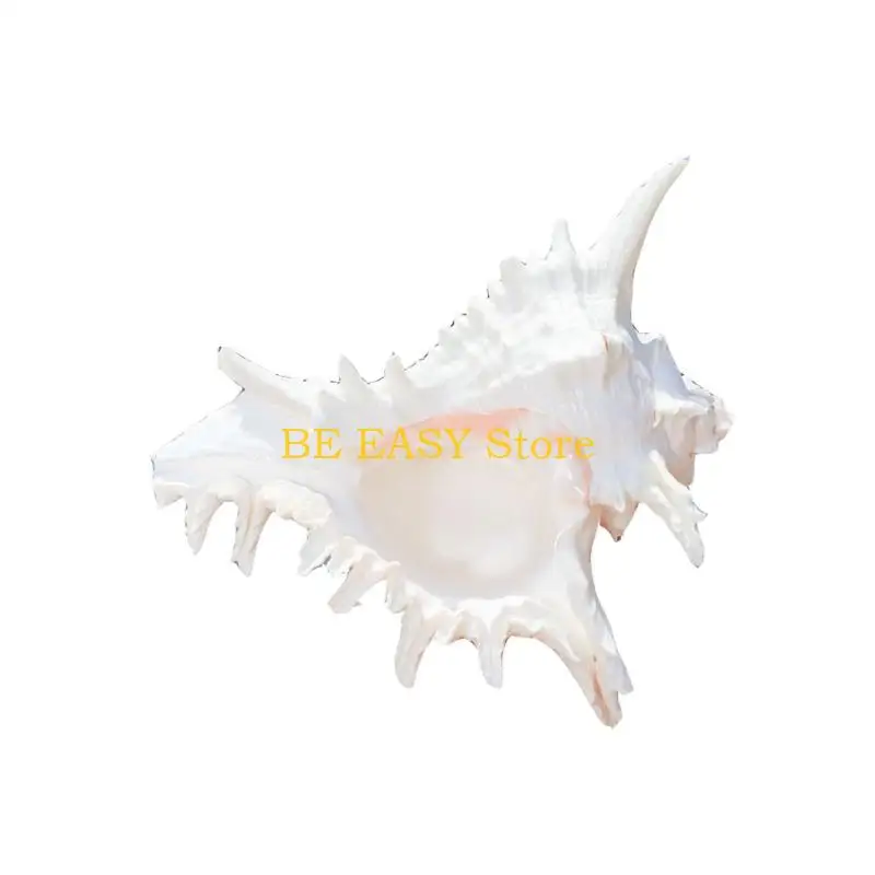 E28F Large Natural Seashells Ocean Conch Shell Decors for Fish Tanks Wedding Decors DIY Crafts,Beach Theme Party Home Decors