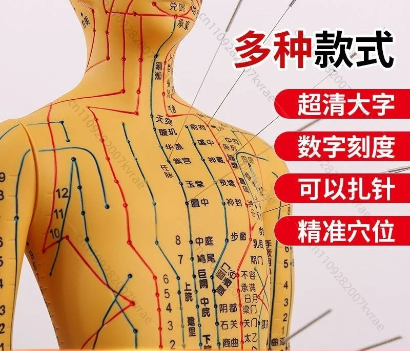TCM Meridian Point Silicone Training Model, Human Body Learning Demonstration Prop