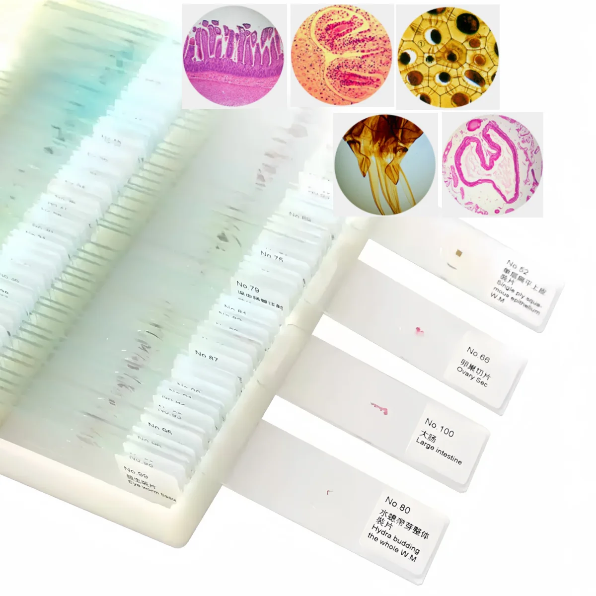 

50PC Slices Microscope slides Specimen Animal Plant Bacteria Human Tissue Algae Lab Biological Sample Section Student Observe