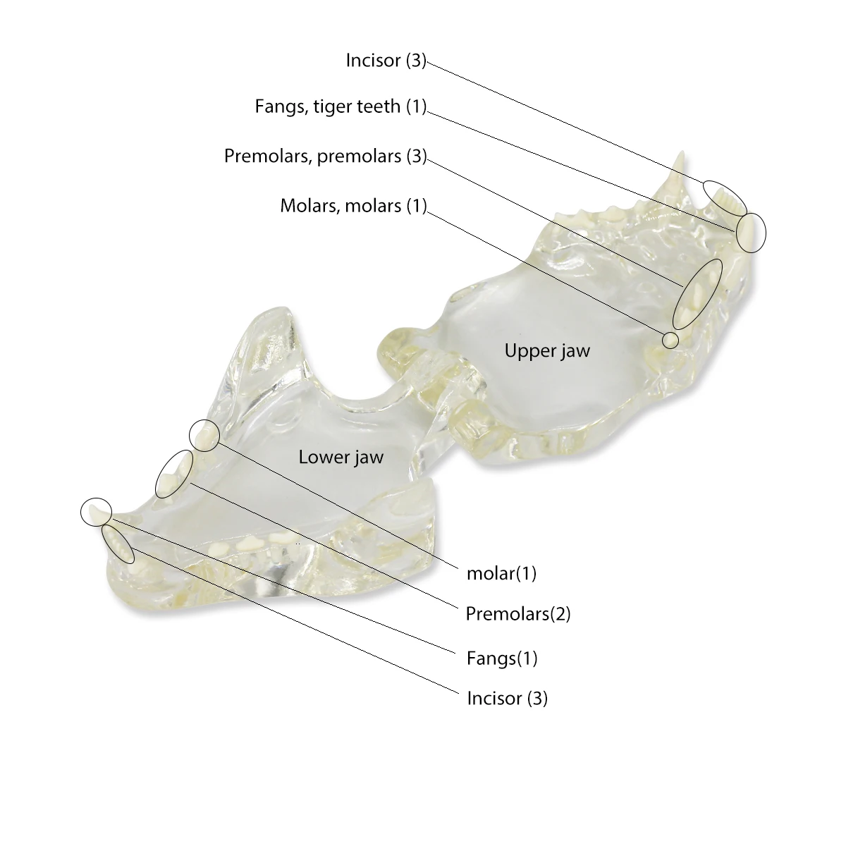 

Clear Dog Cat Teeth Anatomical Model Dental Animals Oral Jaw For Education Canine Dental Veterinary Office Decoration Demo