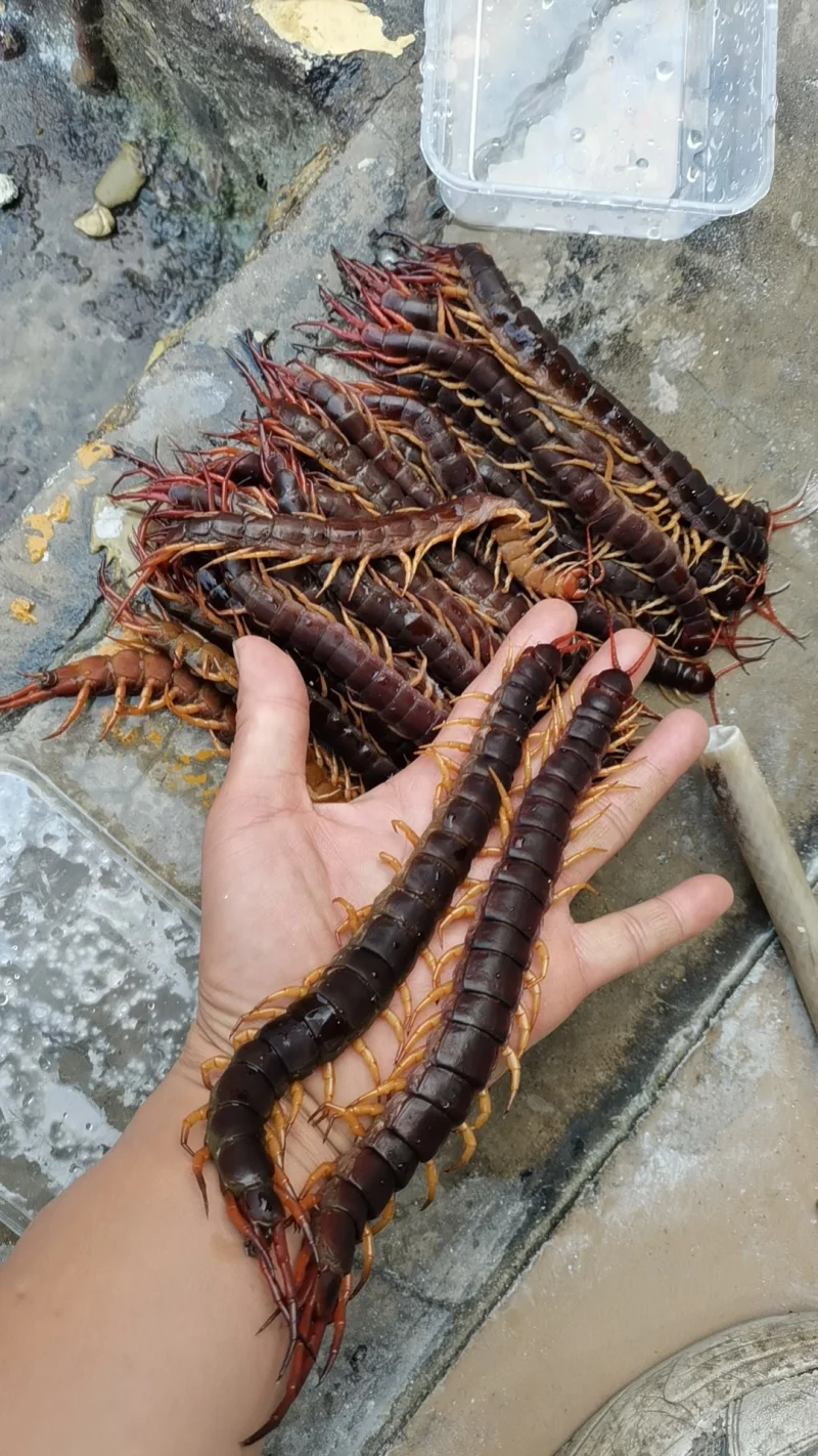 

4Pcs Metal Front And Rear Shock Absorber 130mm For Losi LMT 4WD Solid Axle Monster Truck 1/8 RC Car Upgrade Parts