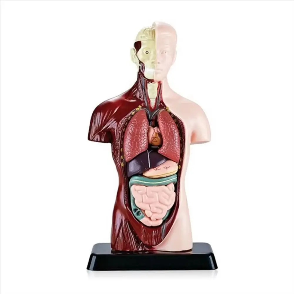 Plastics Human Torso Anatomy Model DIY Mannequin Montessori Human Body Educational Prop Construction Education Toys