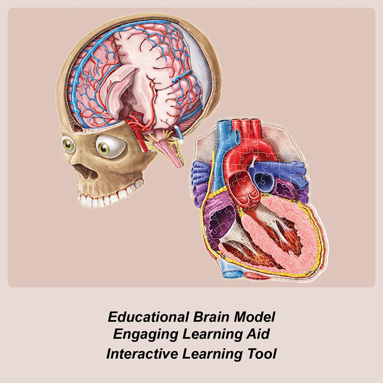 

100 Piece Puzzles Human Brain Puzzles Leaning Human Brain Anatomy Model Educational Toys Science Games for Teens Boys Girls