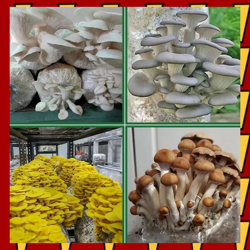 

ABNP Mushroom Grow Bags,50 Pack Polypropylene Mushroom Spawn Bag 8X5x20inch With Breathable For Substrates Strong Tear