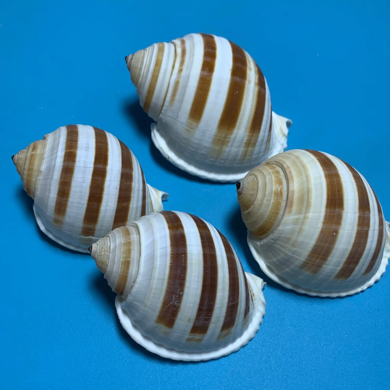 

4 шт. полосатые улитки, водные улитки, натуральные раковины, коньки, декор для аквариума, оформление аквариума