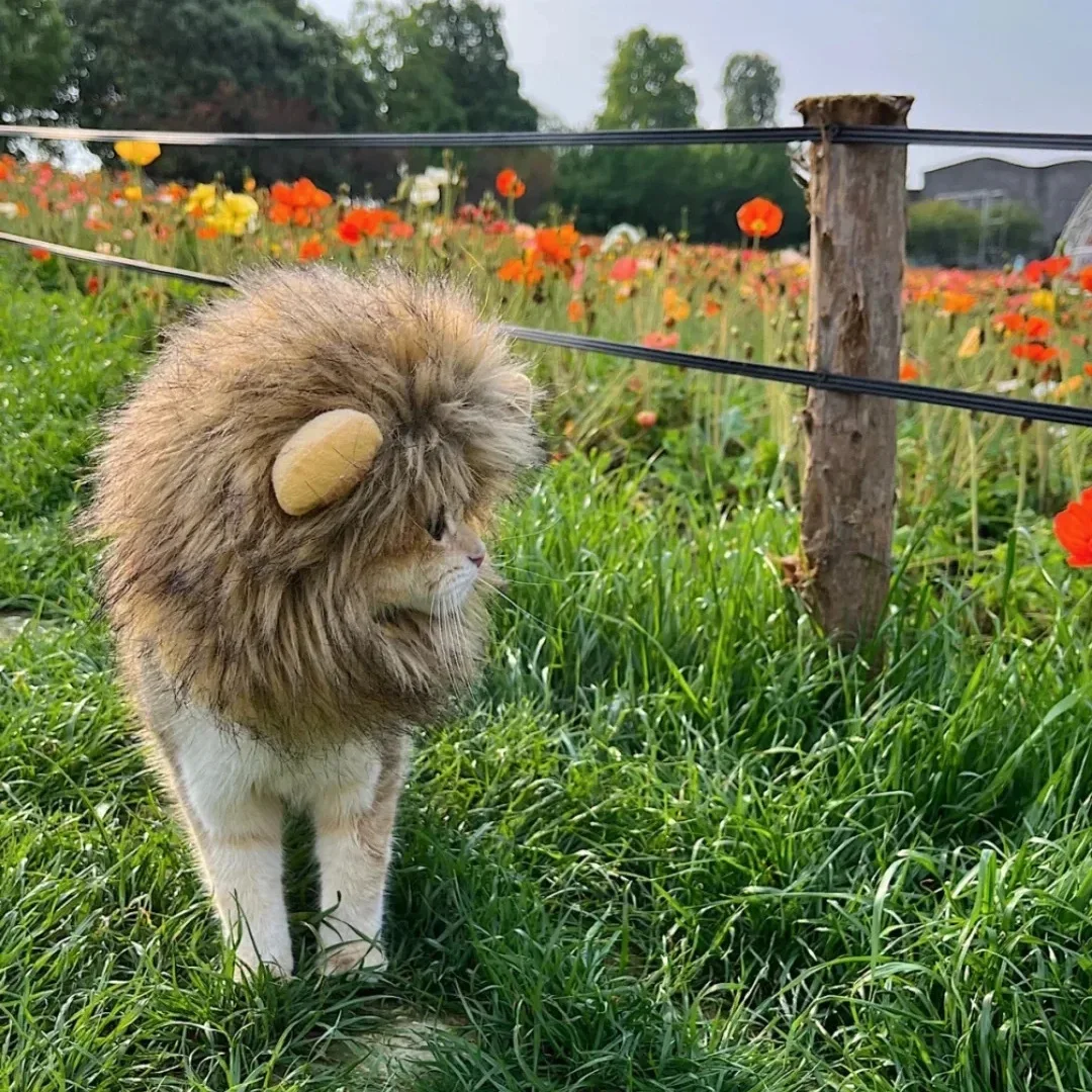 Cute Lion Mane Cat Wig Hat Funny Pets Clothes Cap Fancy Party Dogs Cosplay Costume Kitten Puppy Hat with Ears Accessories