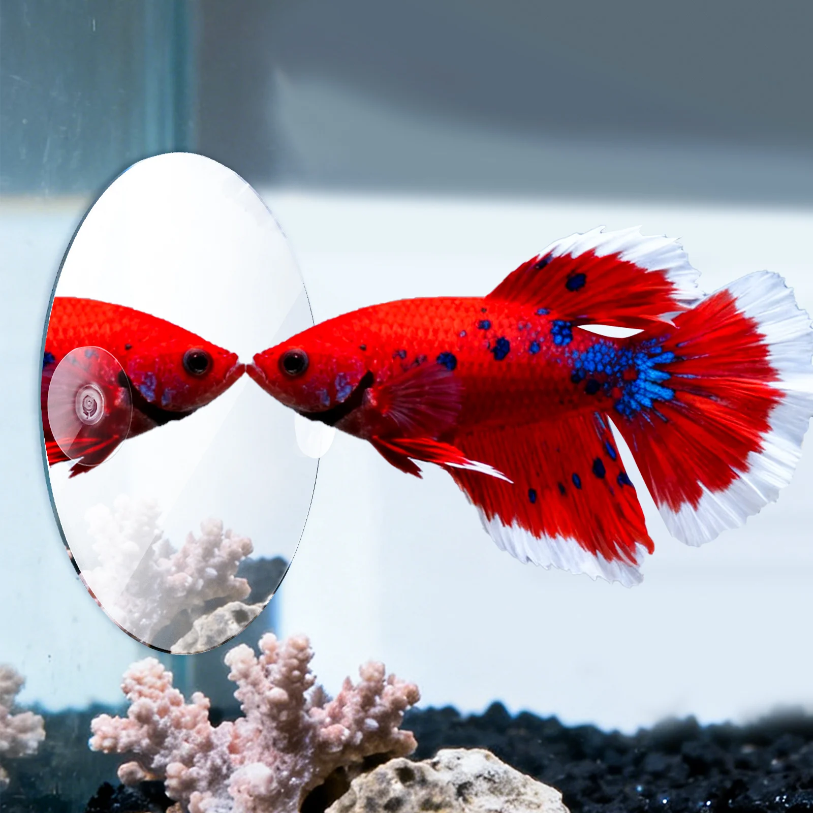 

Betta Fish Tank Mirror Acrylic Suction Cup Decorative Single Side Aquarium Accessory Betta Mirror Fish Tank Decorations