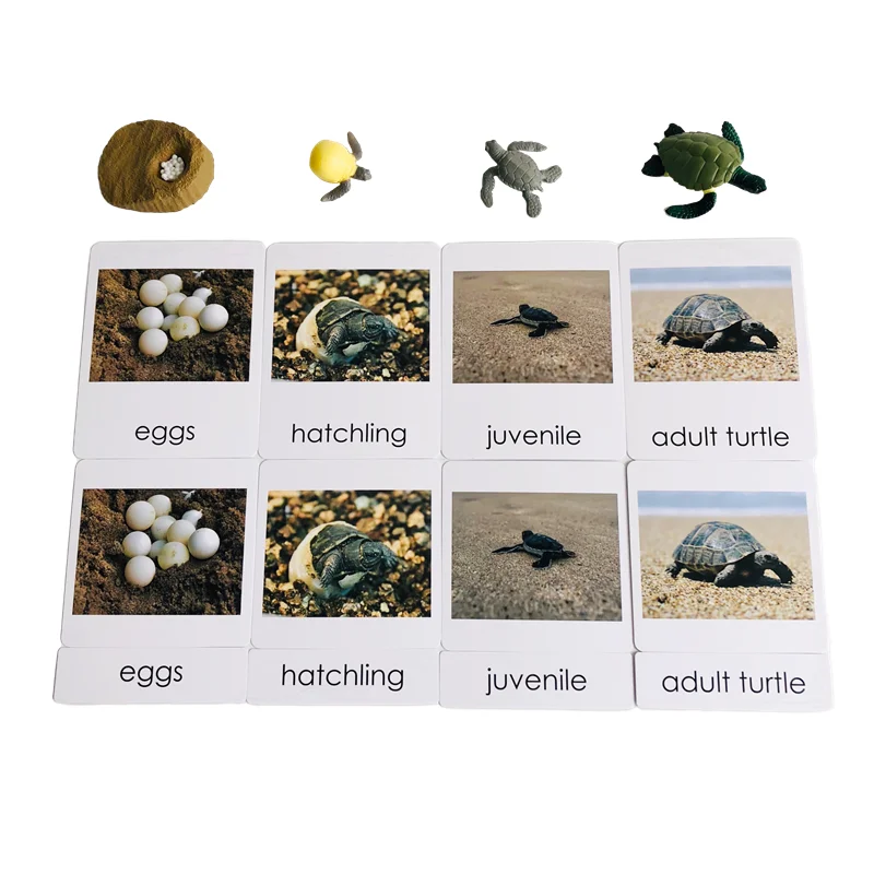 Montessori Life Cycle of Turtle Models and 3-Part Cards Biology Learning Resources Preschool Educational Equipment Teaching Aids