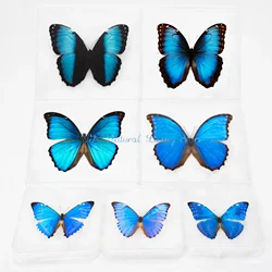 Real Butterfly Specimens Rare Blue Large Butterfly For Collection Display Decoration Photo Frame Gift