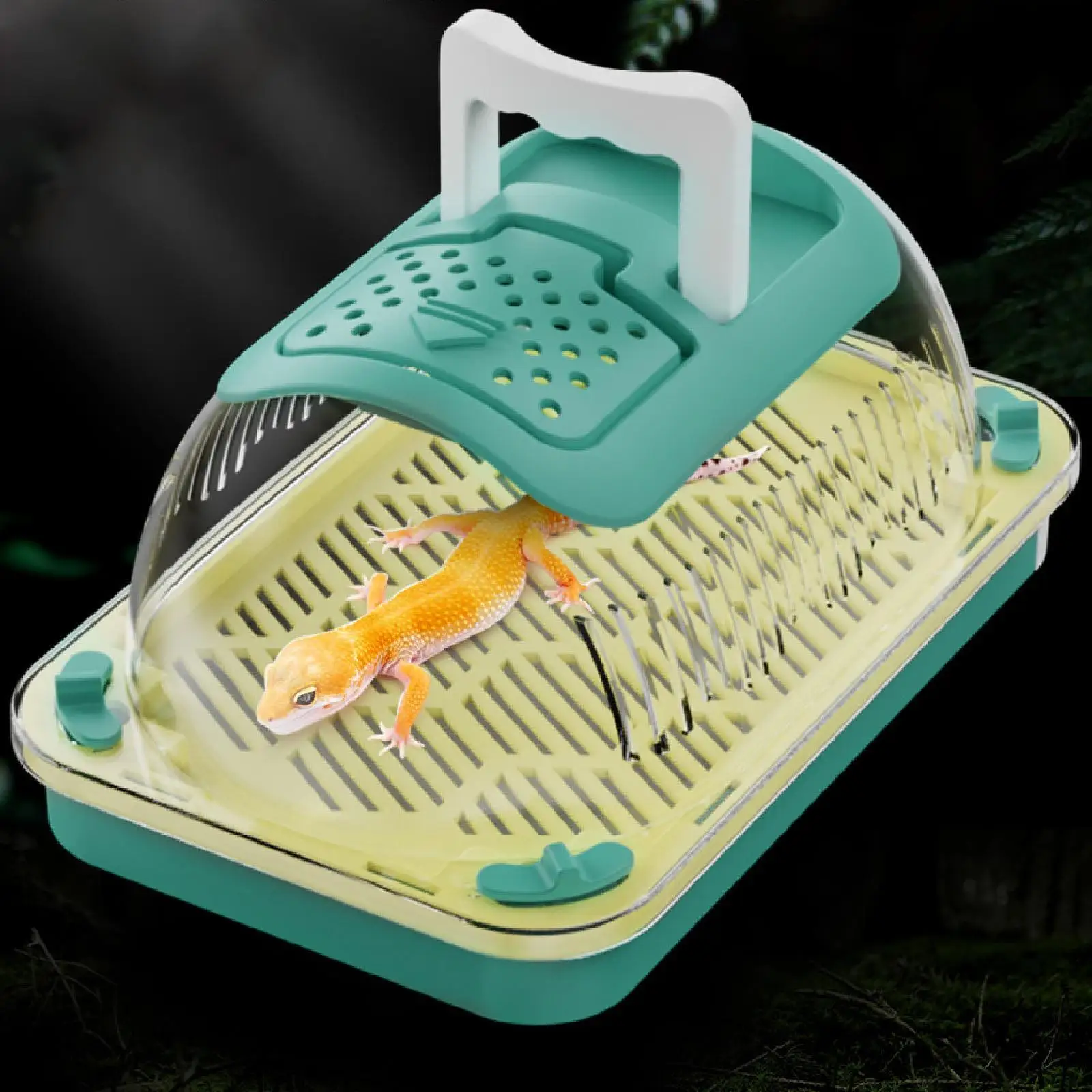 Reptilien-Terrarium Reptilien-Fütterungsbox Leichtgewichtiges Schildkröten-Becken Reptilien-Habitat