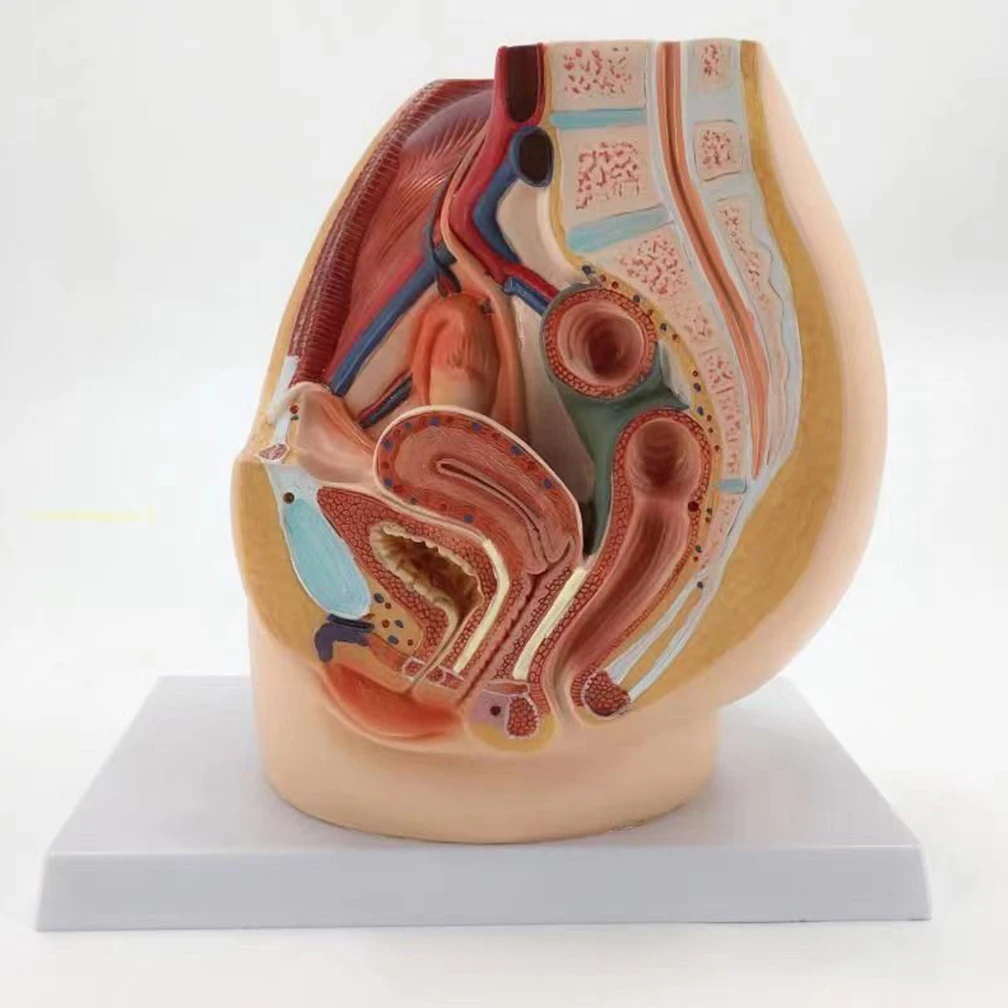 Medical Science Man Female Vagina Anatomical Model Lifesize Median Sagittal Section Human Woman Pelvic Cavity Structure Model