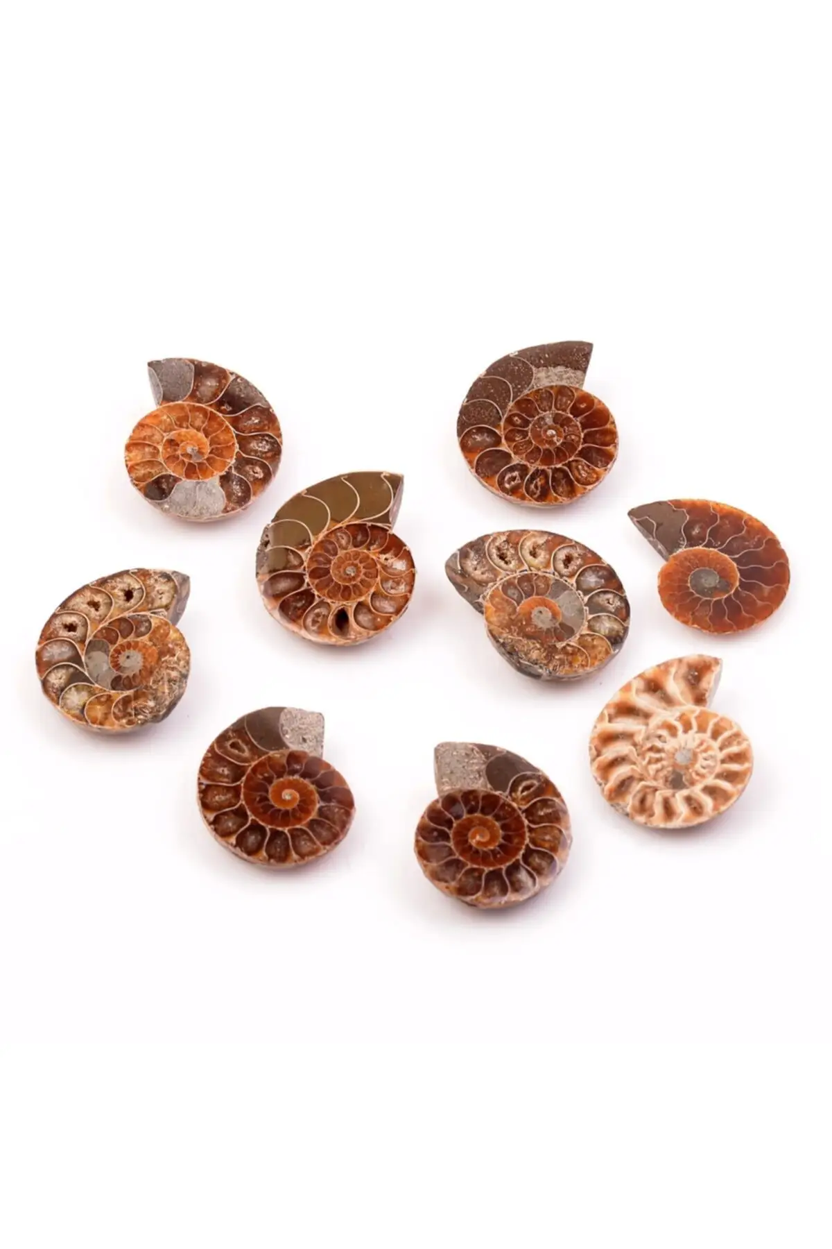 Ammonite Stone Fosil