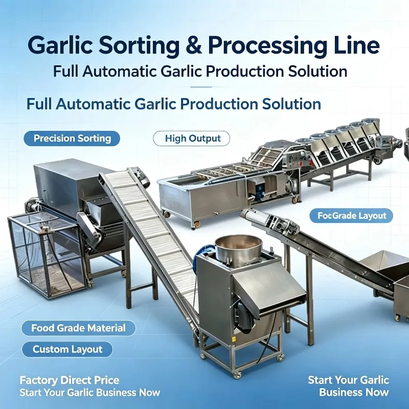Customized Hot Sale Garlic Sorting and Peeling Integrated Line Stainless Steel Garlic Clove Separator Machine