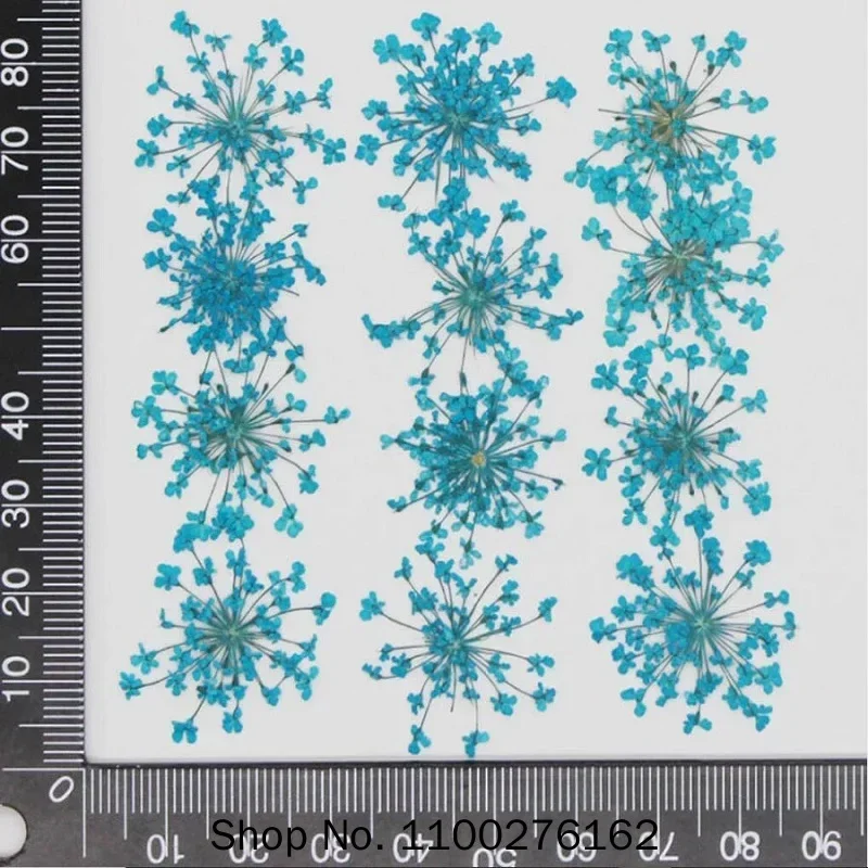 60pcs Pressed Dried Ammi Majus Flowers Plant Herbarium For Jewelry Postcard Invitation Card Phone Case Bookmark Craft DIY