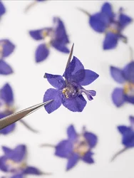 60pcs Pressed Dried Delphinium grandiflorum L Flower For Epoxy Resin Pendant Jewelry Face Make Up Making Craft DIY Accessories