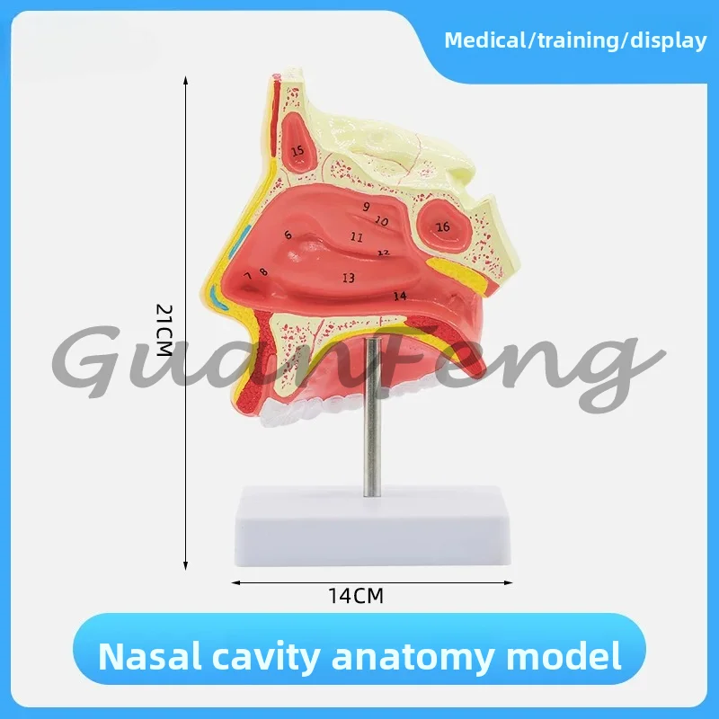 Normal and Pathological Nasal and Pharyngeal Anatomy Models, Nasal and Oral Structure Tissue Models of The Human Body